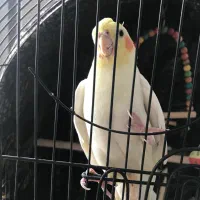 عروس هلندی لوتینو