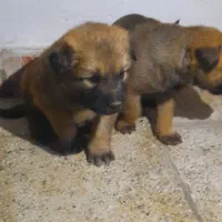 توله مالینویز اصیل جفتش ماده هست