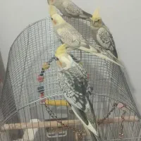 4تا تازه دونخور دوتا تازه جفت