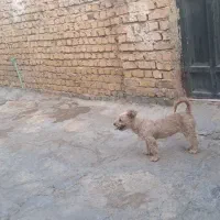 دوتا سگ بامزه شیطون