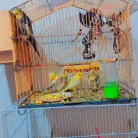 تعدادی عروس هلندی جوان و جوجه|پرنده|گنبد کاووس, |دیوار