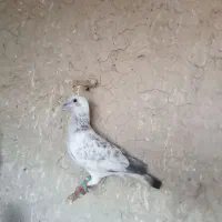 نر شامی مگس شهرستانی