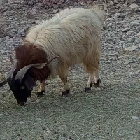 گله گوسفند|حیوانات مزرعه|کرمان, |دیوار