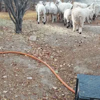 کهره بره چپش|حیوانات مزرعه|ارزوئیه, |دیوار