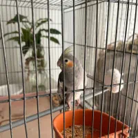 عروس هلندی ماده