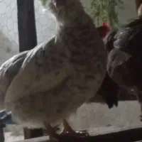 مرغ|حیوانات مزرعه|جم, |دیوار