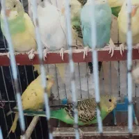 عروس هلندی ومرغ عشق|پرنده|گرگان, |دیوار