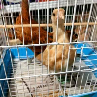 مرغ و خروس مینیاتوری