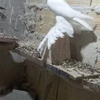 کبوتر آغ و گویگویروخ و قره