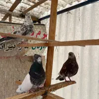 کفتر پرشی|پرنده|تهران, بریانک|دیوار
