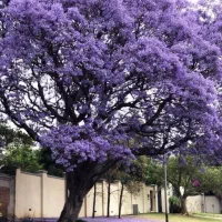 فروش نهال و درخت جاکاراندا /رشت