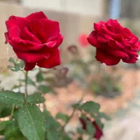 طراحی و احداث فضای سبز و تهیه گل و گیاه
