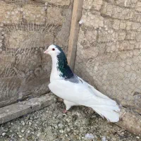 دمگیر دوبحر