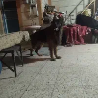 سگ ژرمن شیپر شولاین