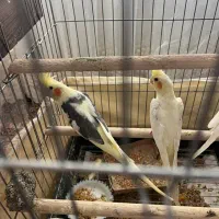 عروس هلندی ۵ تخم|پرنده|انار, |دیوار