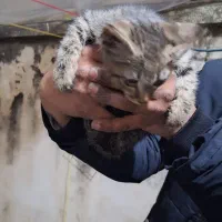 واگذاری خیلی فوری