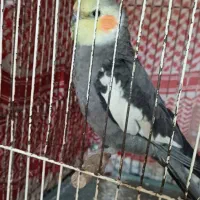 عروس هلندی فراری