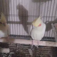 جفت مولد عروس هلندی