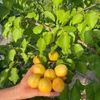 عرضه مستقیم نهال بدون واسطه