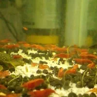 ماهی پلاتی لجن خار  میگوردچری حلزون کلیر|ماهی|ارومیه, |دیوار