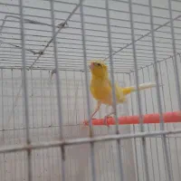 دوعدد قناری نر و ماده|پرنده|تربت‌حیدریه, شهرک ولیعصر|دیوار