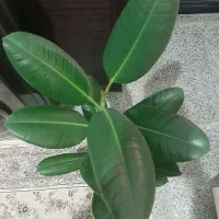 دیفن باخیا و فیکوس سبز|گل و گیاه طبیعی|تهران, زنجان جنوبی|دیوار