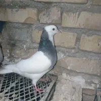 مجسمه طوقی زیبا