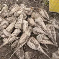 چغندرتازه براملحم ودامی موجوده