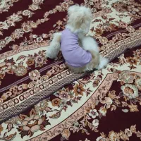 سگ خانگی شیتزو اصل|سگ|ارومیه, |دیوار