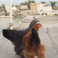 مرغ و خروس برهما اصل اصل|حیوانات مزرعه|اهواز, دغاغله|دیوار