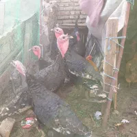 ۶ عدد بوقلمون