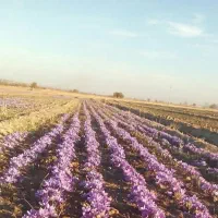 زمین کشاورزی(مناسب زعفران کاری)