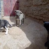 واگذاری توله خراسانی|سگ|فریمان, |دیوار