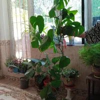 گل برگ انجیری
