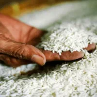 برنج طارم و عنبربو