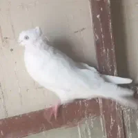 کبوتر