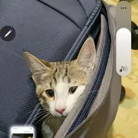 واگذاری گربه|گربه|تهران, شهران شمالی|دیوار