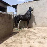 اسب کورد خالص کره سرمست