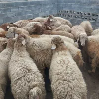 بره نر گوشتی