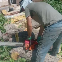 قطع وخریدچوب درخت داخل حیاط باغ ویلا هرجای که باشه