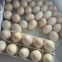 تخم تازه شترمرغ