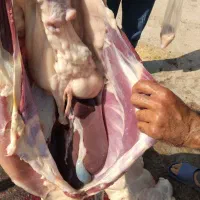 بره،شیشک،قوچ|حیوانات مزرعه|جوادآباد, |دیوار