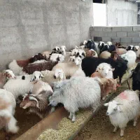انواع گوسفند زنده