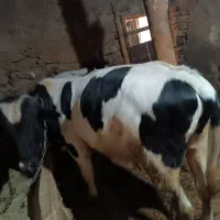 پارین نر گوشتی|حیوانات مزرعه|سارال, |دیوار