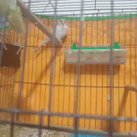 ماده‌آماده‌وسروحال