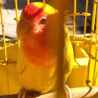 طوطی برزیلی|پرنده|اسلامشهر, شهرک محمدیه|دیوار