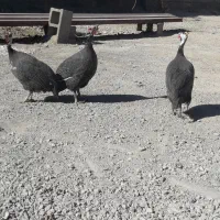 پرنده شاخدار|حیوانات مزرعه|پلدختر, |دیوار