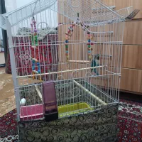 طوطی برزیلی|پرنده|بهار, |دیوار