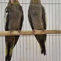 عروس هلندی دوماهه