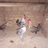 چند عدد جوجه براکل